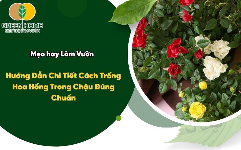 Hướng Dẫn Chi Tiết Cách Trồng Hoa Hồng Trong Chậu Đúng Chuẩn