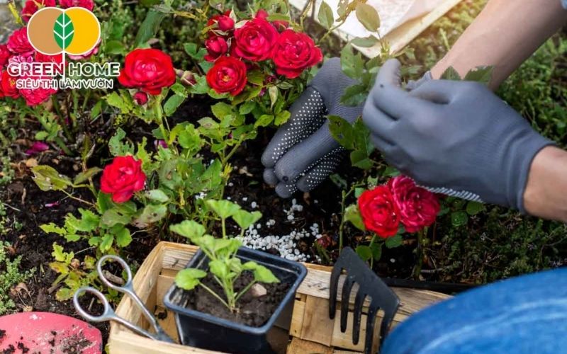 Ánh nắng buổi sáng là yếu tố quan trọng trong cách chăm sóc hoa hồng trong chậu