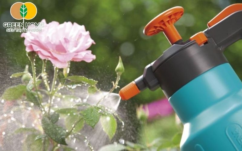 Áp dụng ngay cách chăm sóc hoa hồng trong chậu đúng kỹ thuật