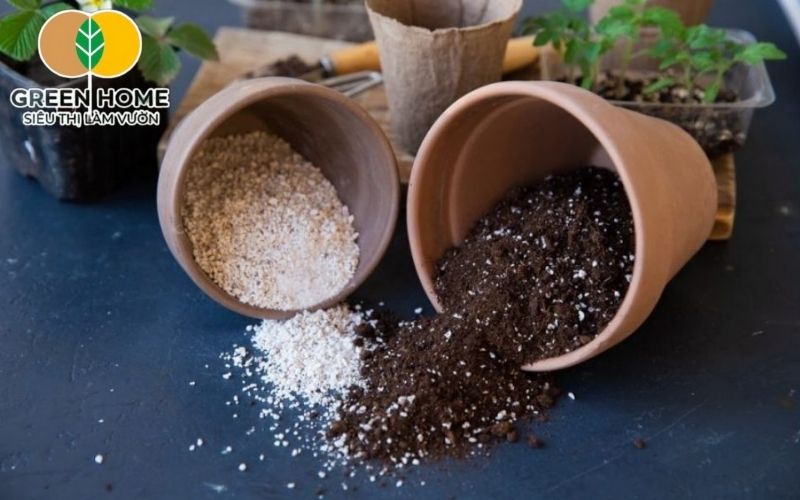 Sự kết hợp hoàn hảo giữa đất hữu cơ và tro trấu trong giá thể trồng cây trong chậu