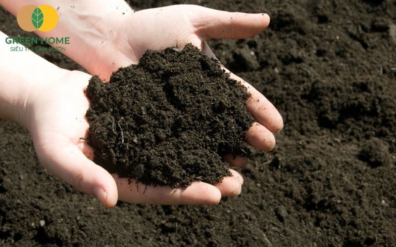 Kiểm tra độ ẩm lý tưởng của đất trồng rau sạch bằng tay trước khi gieo hạt
