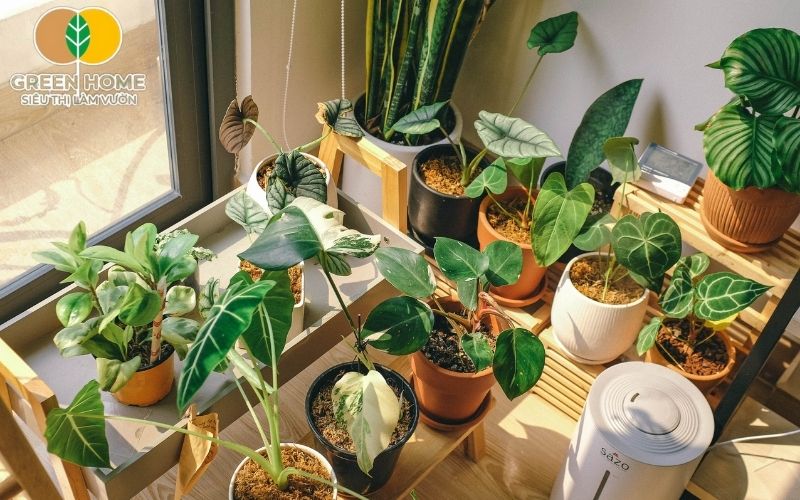 Rễ cây phát triển mạnh nhờ giá thể trồng cây trong chậu thông thoáng