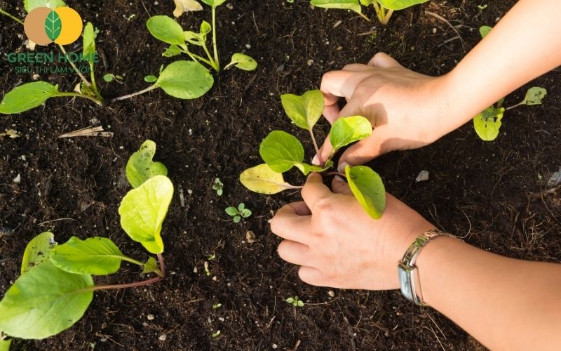 Rau sạch thu hoạch tại nhà nhờ nền đất trồng rau sạch tự nhiên, không hóa chất.
