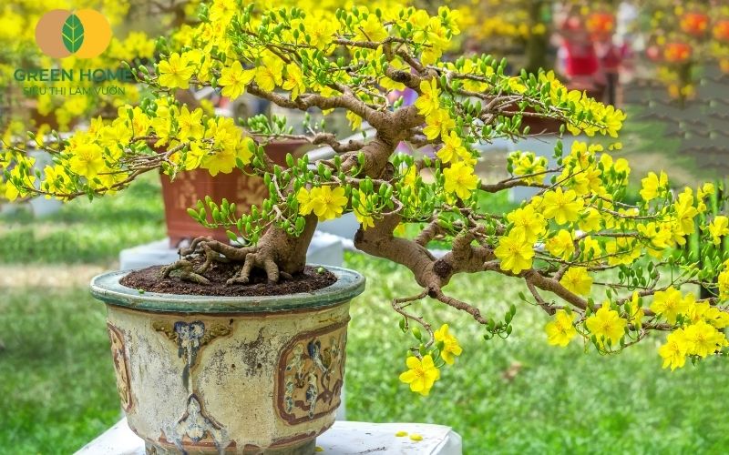 Khả năng giữ dinh dưỡng lâu dài của đất akadama trồng mai hỗ trợ cây ổn định sinh trưởng
