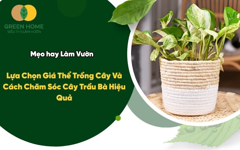 Lựa Chọn Giá Thể Trồng Cây Và Cách Chăm Sóc Cây Trầu Bà Hiệu Quả
