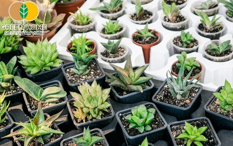 Đất để trồng sen đá kém chất lượng là nguyên nhân hàng đầu khiến cây suy yếu.
