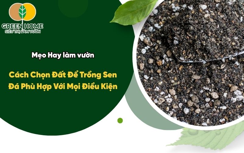 Cách Chọn Đất Để Trồng Sen Đá Phù Hợp Với Mọi Điều Kiện