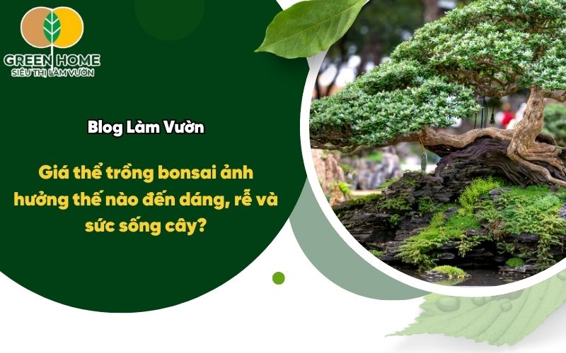 Giá thể trồng bonsai ảnh hưởng thế nào đến dáng, rễ và sức sống cây?