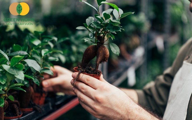 Giá thể trồng bonsai quyết định sức sống cây.