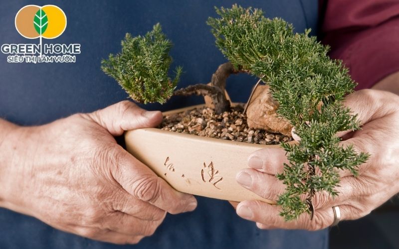 Giá thể trồng bonsai quyết định sức sống cây.