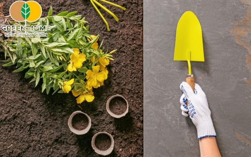 Đá perlite và pumice giúp đất trồng cây cảnh giữ ẩm tốt nhưng vẫn thoát nước hiệu quả.