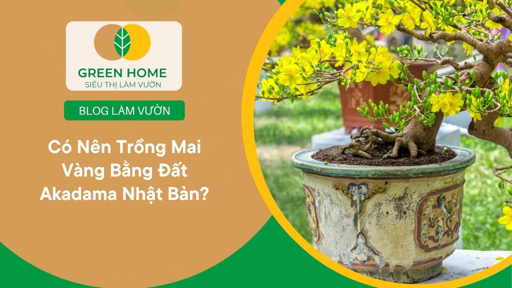 Trồng mai bằng đất Akadama giúp kiểm soát độ ẩm dễ dàng