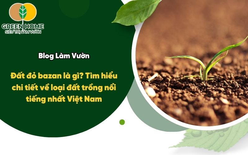 Đất đỏ bazan là gì? Tìm hiểu chi tiết về loại đất trồng nổi tiếng nhất Việt Nam