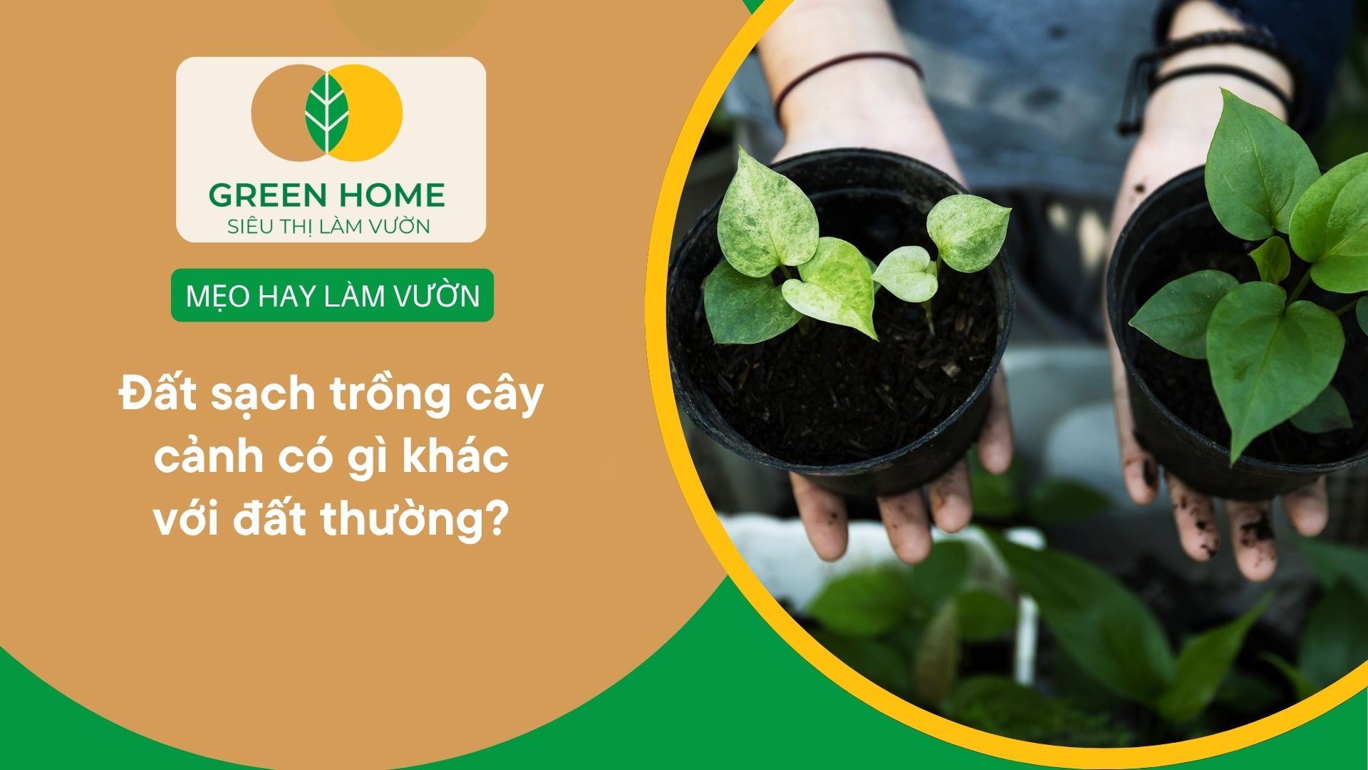 Đất sạch trồng cây cảnh có gì khác với đất thường?
