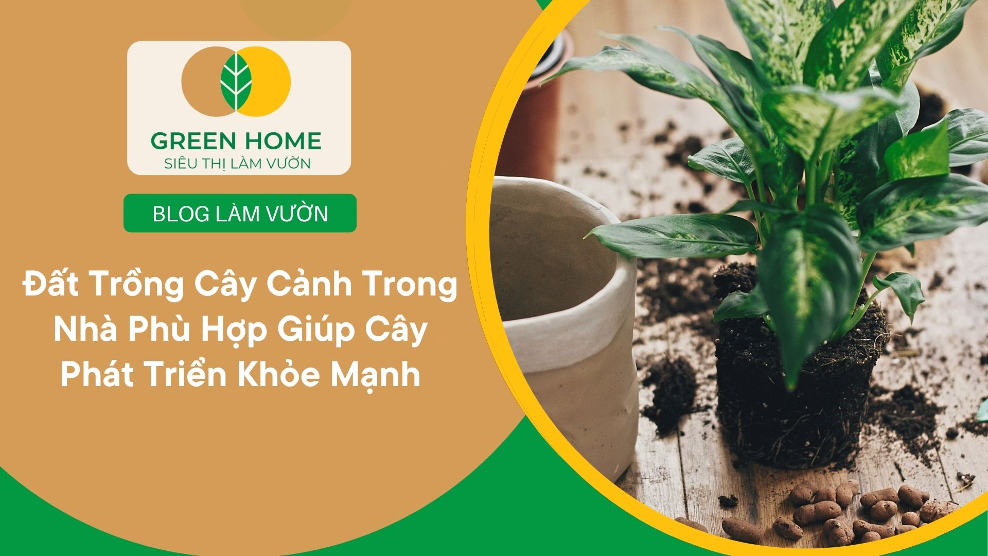 Đất Trồng Cây Cảnh Trong Nhà Phù Hợp Giúp Cây Phát Triển Khỏe Mạnh