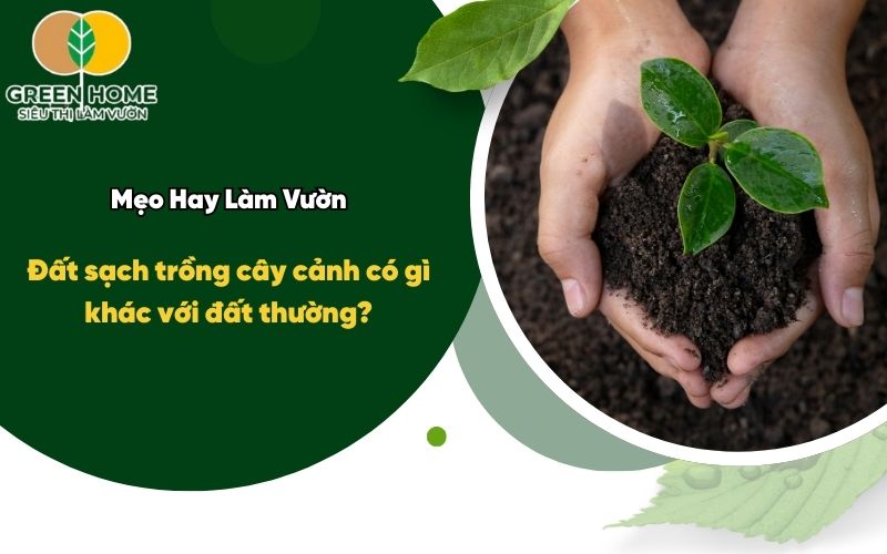 Tại Sao Đất Trồng Cây Cảnh Bonsai Quyết Định Đến Sức Sống Của Cây?