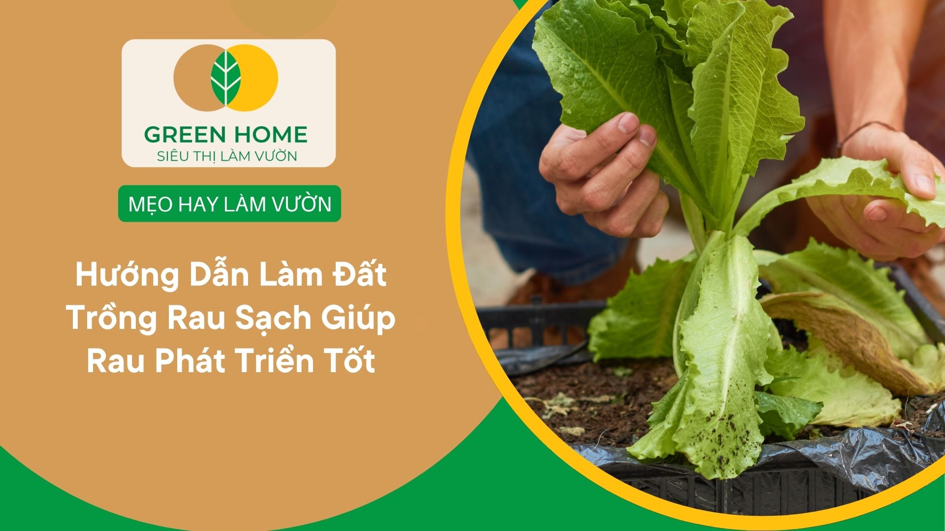 Hướng Dẫn Làm Đất Trồng Rau Sạch Giúp Rau Phát Triển Tốt