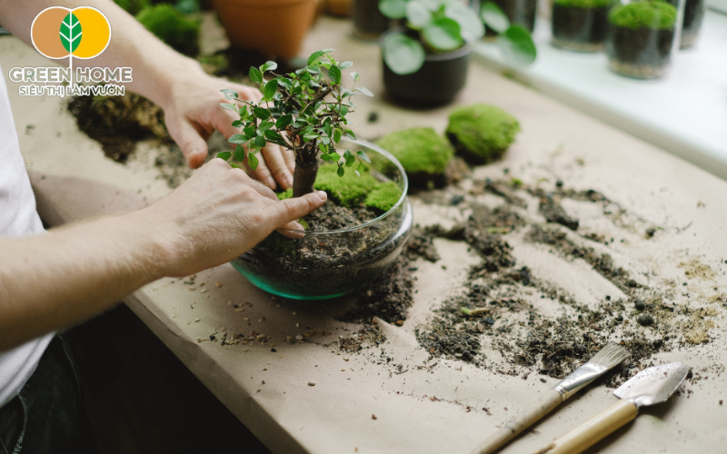 Cây bonsai cần đất phù hợp để phát triển tốt, từ hữu cơ đến đá bọt.