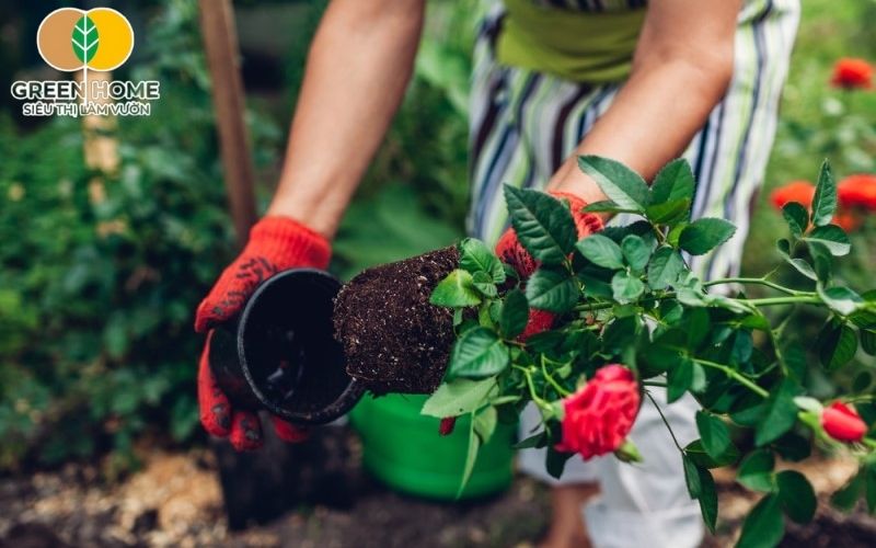 Cách chăm sóc hoa hồng trong chậu tốt sẽ giúp hạn chế sâu bệnh và vàng lá