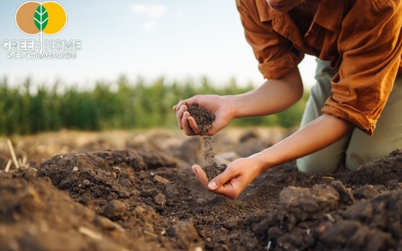 Sử dụng đất trồng akadama đúng cách giúp cây không bị úng và hạn chế sâu bệnh hiệu quả.