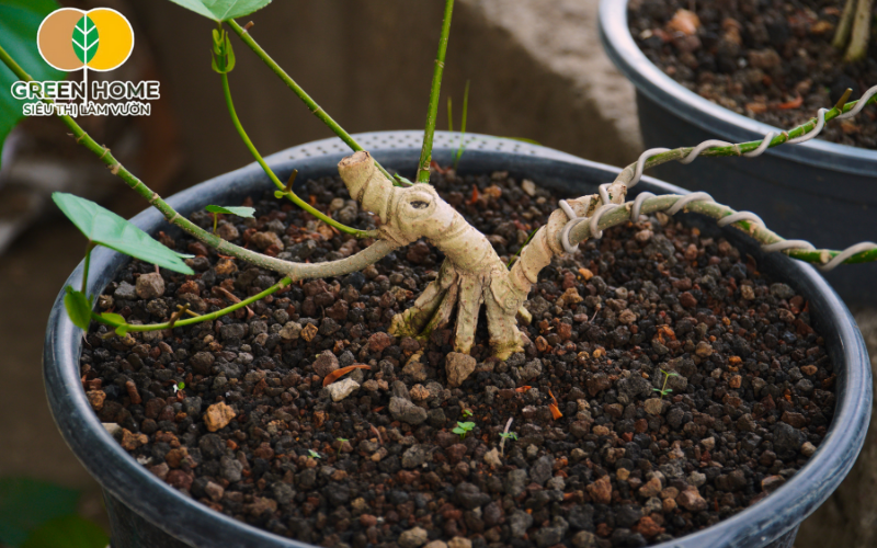 Đất trồng cây cảnh bonsai phải duy trì cấu trúc lâu dài, tránh việc vón cục hoặc mục nát