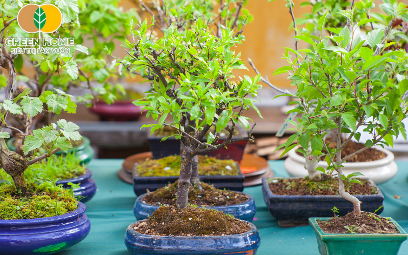 Đất trồng bonsai cần chứa đủ chất hữu cơ để duy trì sức sống cây