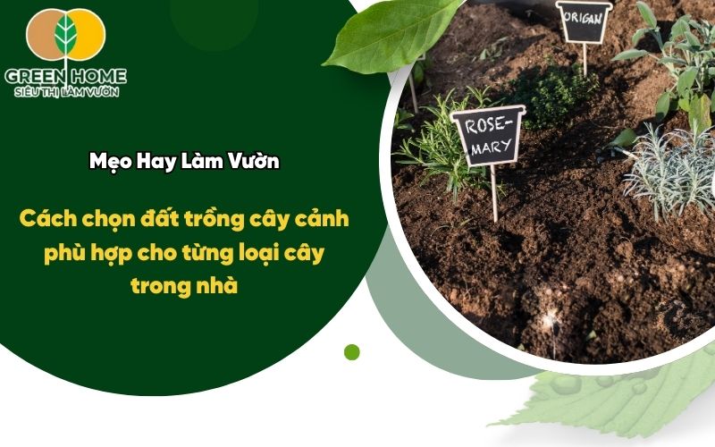 Cách chọn đất trồng cây cảnh phù hợp cho từng loại cây trong nhà