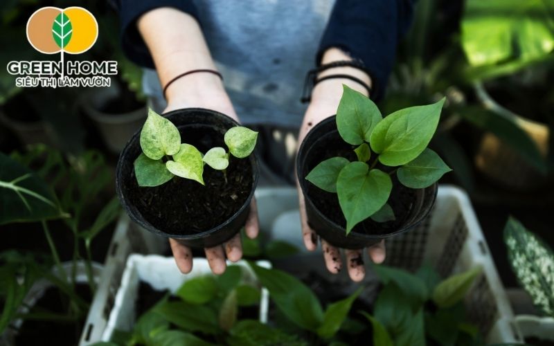 Hiểu các loại đất trồng cây cảnh giúp chọn đúng loại đất