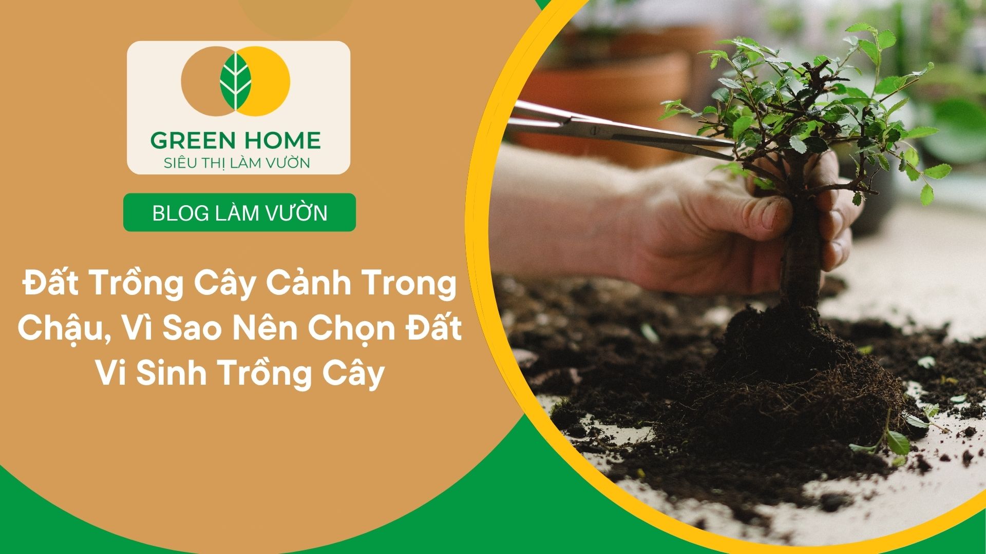 Đất Trồng Cây Cảnh Trong Chậu, Vì Sao Nên Chọn Đất Vi Sinh Trồng Cây