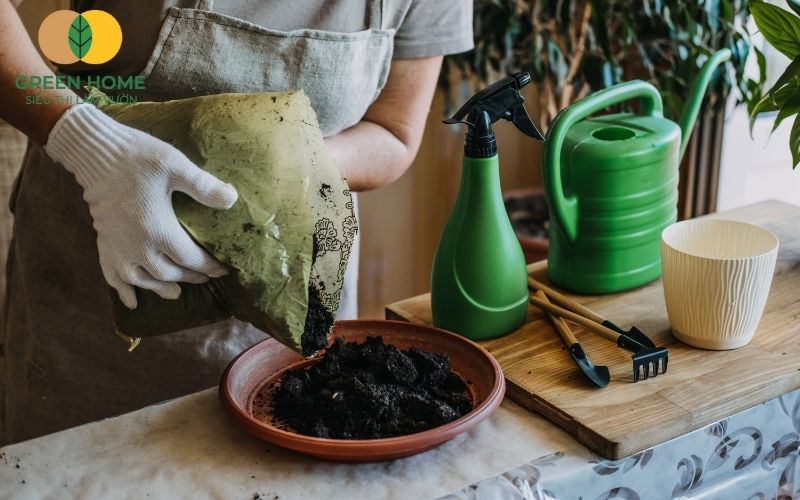 Lựa chọn đất trồng cây cảnh trong nhà phù hợp giúp cây sinh trưởng khỏe mạnh