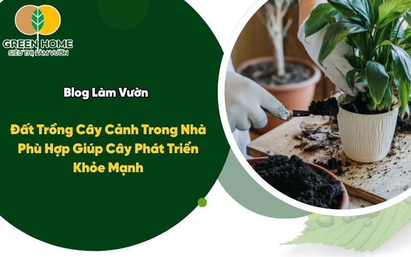 Đất Trồng Cây Cảnh Trong Nhà Phù Hợp Giúp Cây Phát Triển Khỏe Mạnh