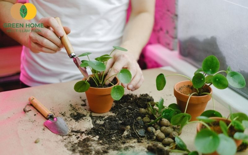 Giữ chậu cây luôn sạch sẽ, không bốc mùi hay gây ẩm mốc