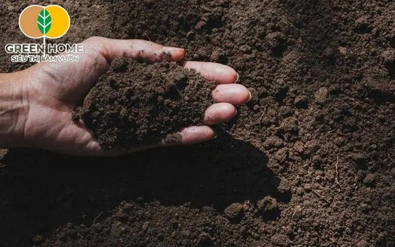 Khả năng giữ ẩm vừa đủ giúp hoa hồng leo không bị khô hạn hay úng nước.
