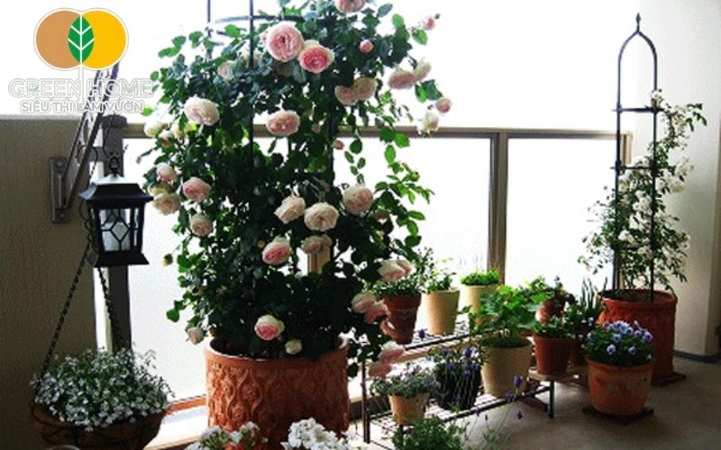 Hướng dẫn trộn đất trồng hoa hồng leo giúp đảm bảo khả năng thoát nước hiệu quả