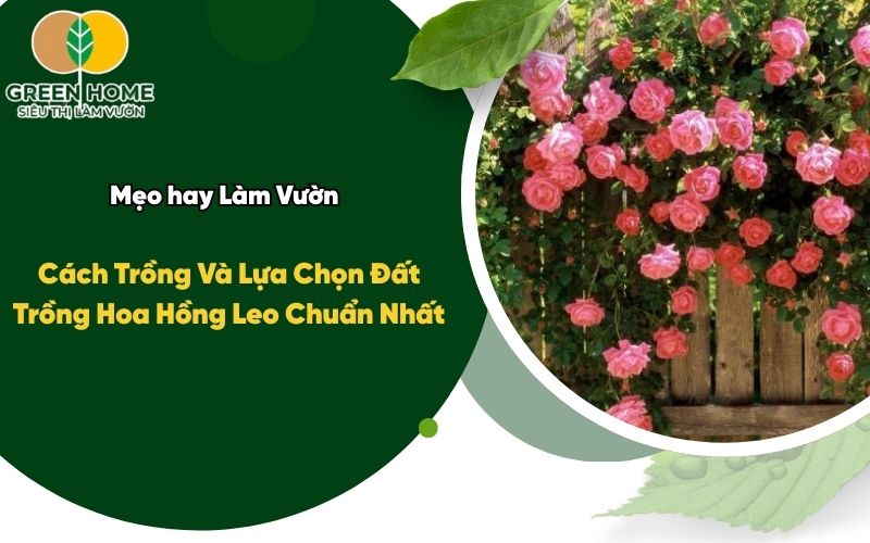 Cách Trồng Và Lựa Chọn Đất Trồng Hoa Hồng Leo Chuẩn Nhất