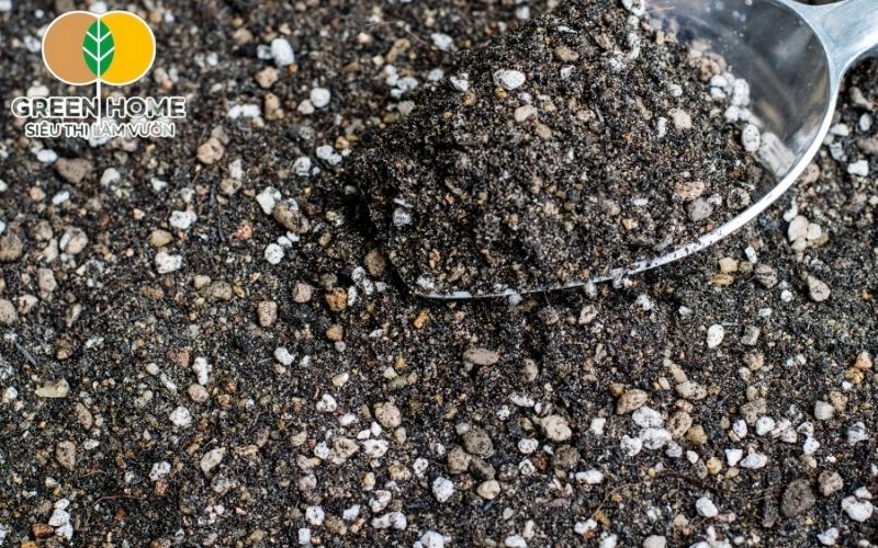 Perlite/vỏ trấu tăng độ thoáng cho đất trồng sen đá Soil Mix.