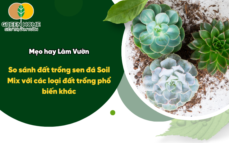 So sánh đất trồng sen đá Soil Mix với các loại đất trồng phổ biến khác