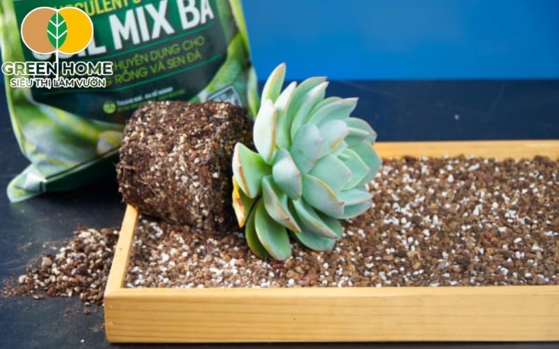 Đất trồng sen đá Soil Mix tạo môi trường ổn định cho cây phát triển.