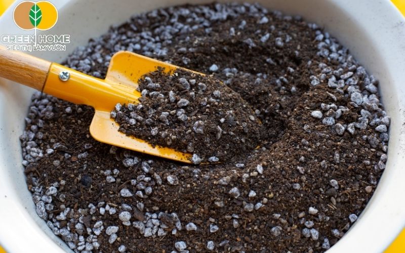 Pumice trong đất trộn sẵn giúp khử trùng, bảo vệ rễ cây.