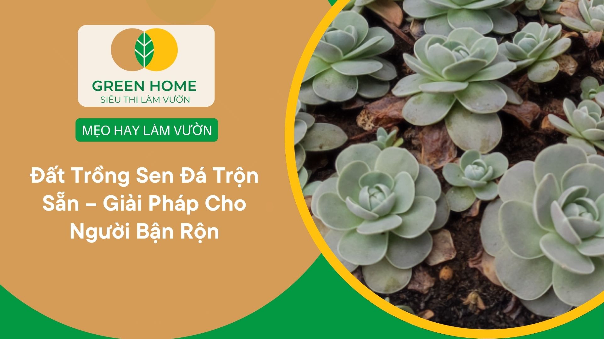 Đất Trồng Sen Đá Trộn Sẵn – Giải Pháp Cho Người Bận Rộn