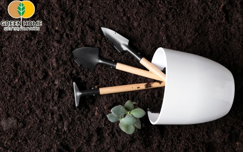 Đất trồng sen đá trộn sẵn – giải pháp lý tưởng cho người mới bắt đầu.