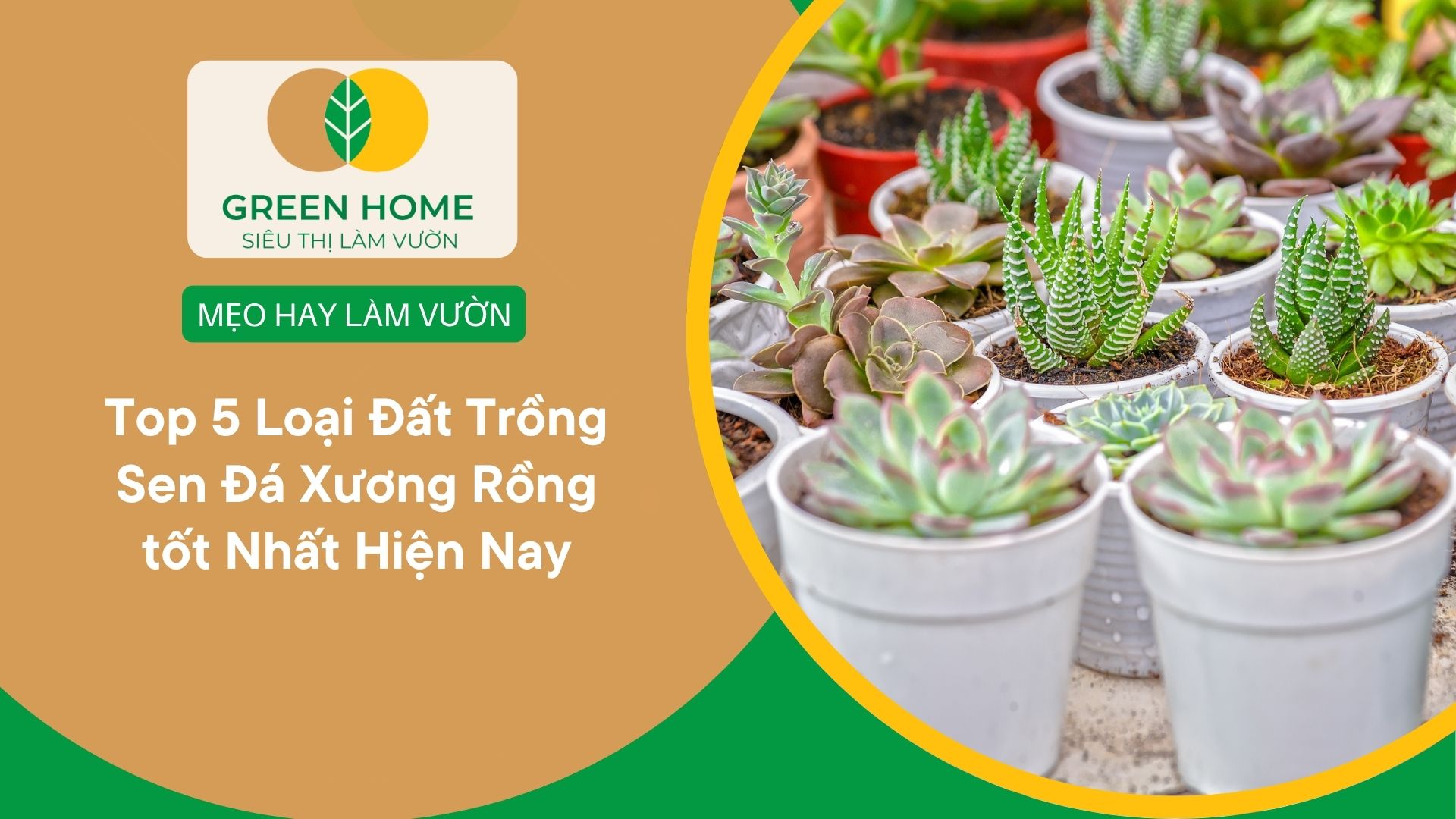 Top 5 Loại Đất Trồng Sen Đá Xương Rồng tốt Nhất Hiện Nay