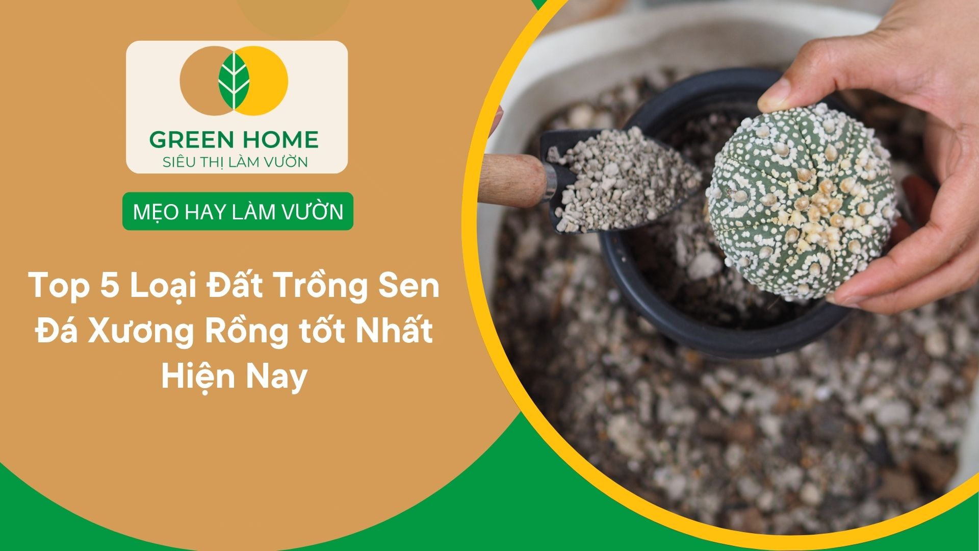 Top 5 Loại Đất Trồng Sen Đá Xương Rồng tốt Nhất Hiện Nay