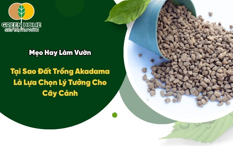 Tại Sao Đất Trồng Akadama Là Lựa Chọn Lý Tưởng Cho Cây Cảnh
