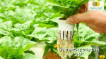 Giá thể trồng thủy canh