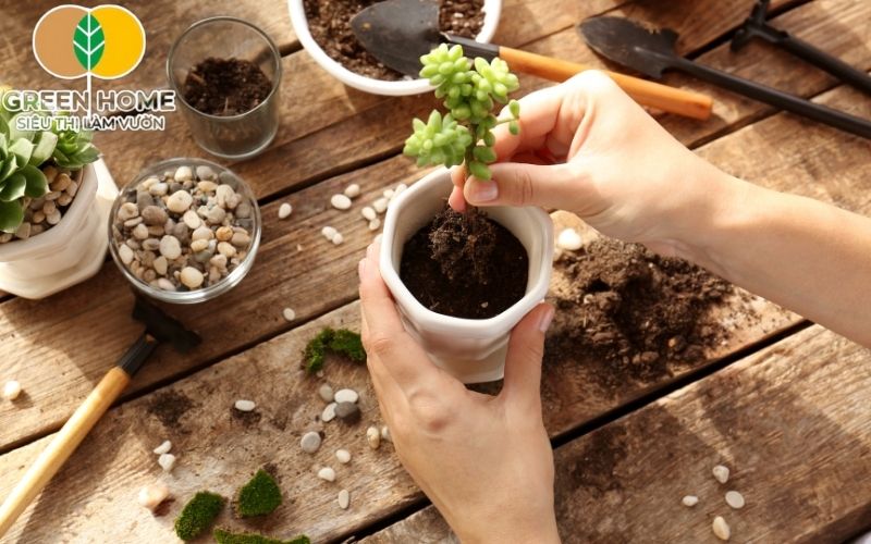 Đất để trồng sen đá giúp rễ cây phát triển khỏe nhờ độ thoáng khí và tơi xốp cao.