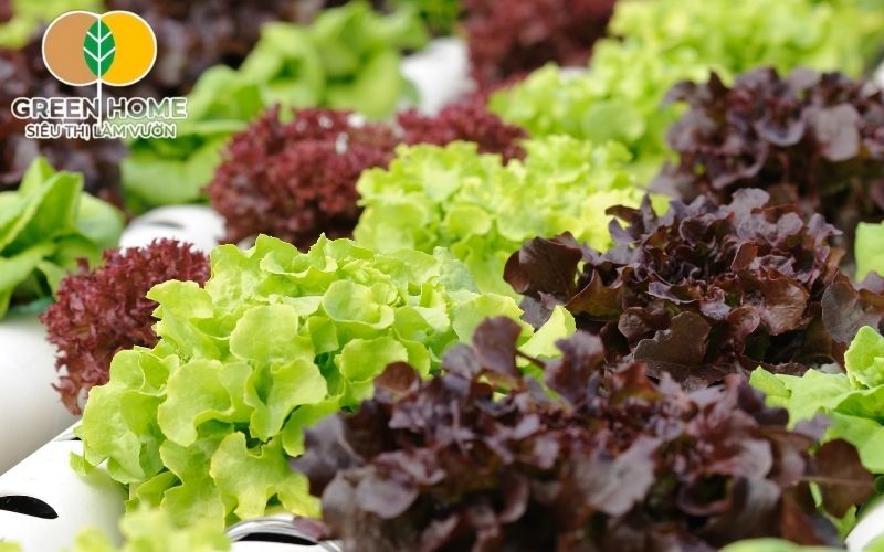 Giá thể chưa xử lý có thể chứa mầm bệnh và hóa chất độc hại