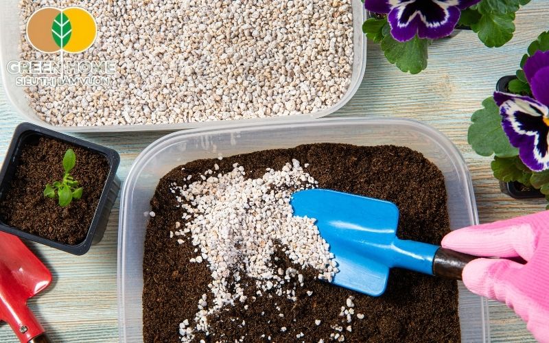 Đá perlite trồng cây bảo vệ cây khỏi nấm mốc, bệnh.