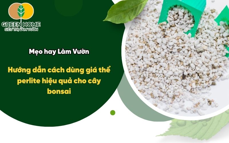 Hướng dẫn cách dùng giá thể perlite hiệu quả cho cây bonsai