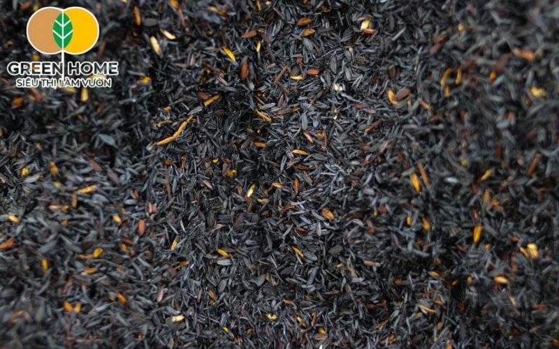Giá thể trấu hun hạn chế sâu bệnh, bảo vệ rễ khỏe mạnh